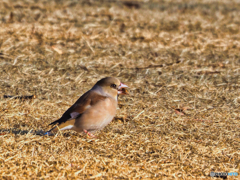 2021-03-07_野鳥(2)