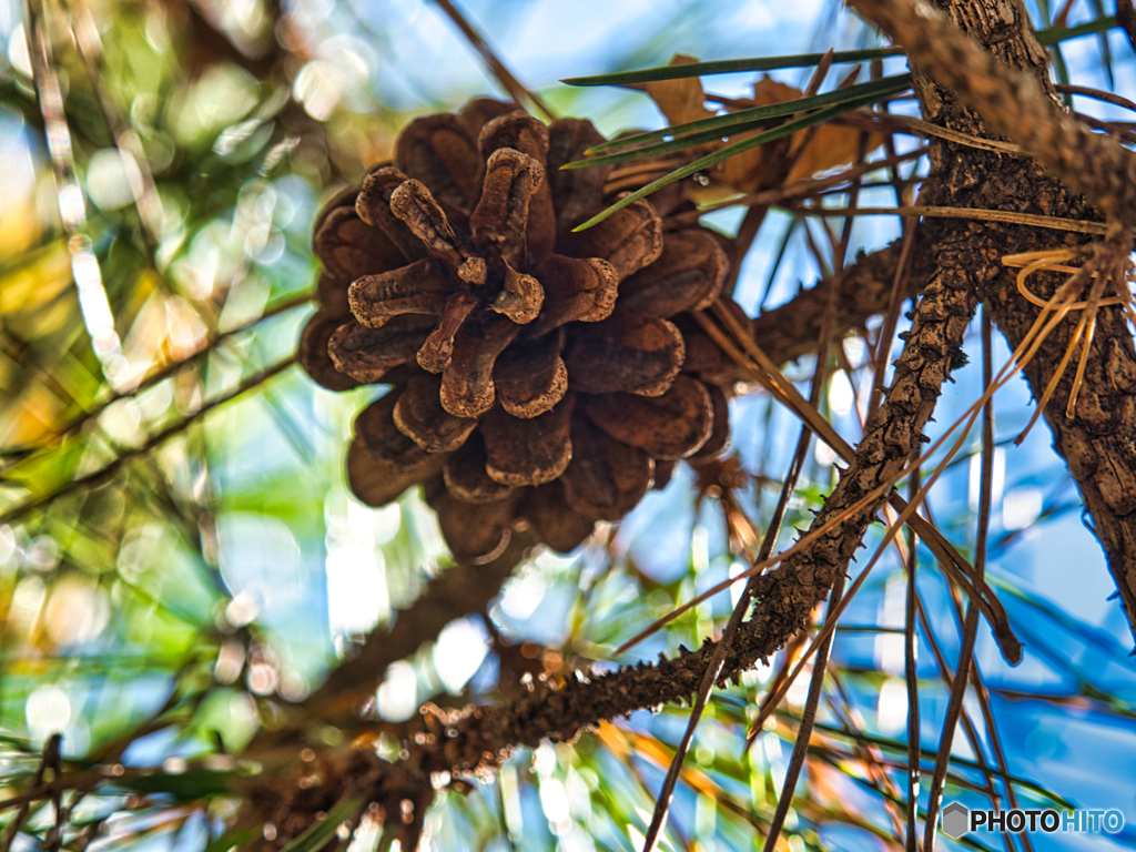 2020-11-23_まつぼっくり