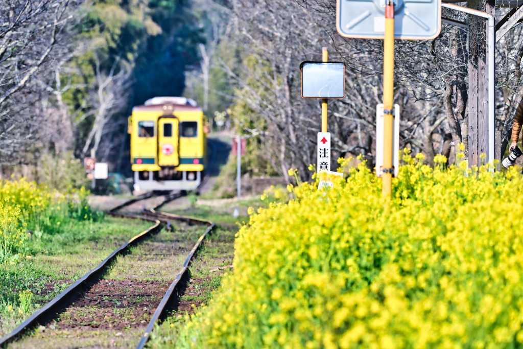 2024-03-16_いすみ鉄道-1