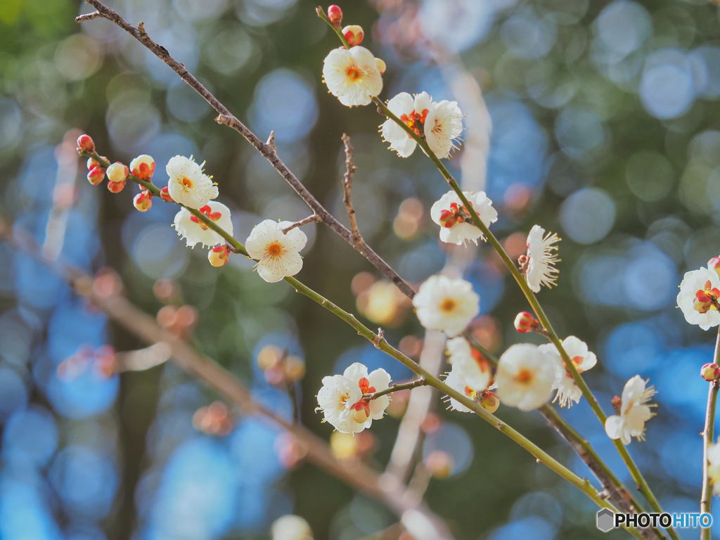 2022-02-05_祥雲寺-1(宇都宮)