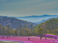 2022-04-17_市貝町芝ざくら公園-3