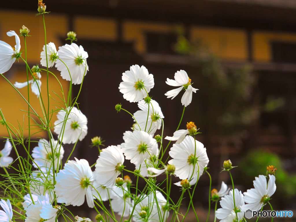 2021-09-25_大内宿-5