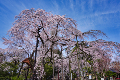2025-03-30_祥雲寺のしだれ桜-1