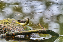 2023-11-23_栃木県井頭公園-2