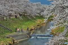 2021-04-03_藤田川ふれあい桜(2)