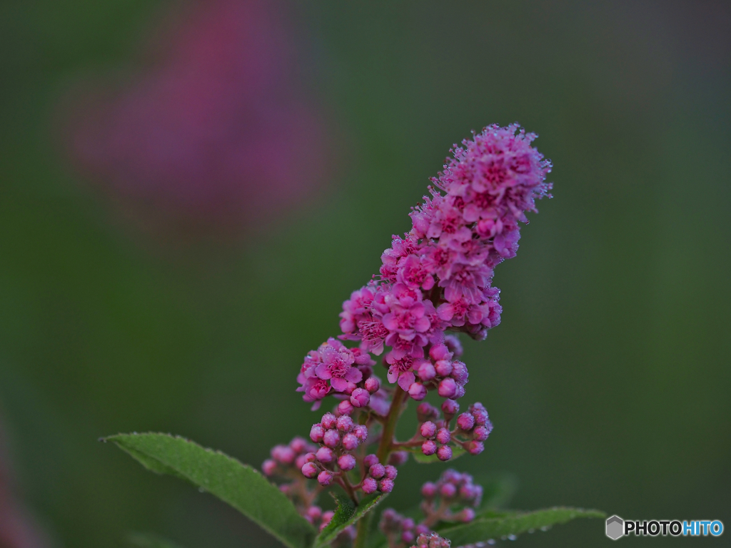 2021-08-01_戦場ヶ原