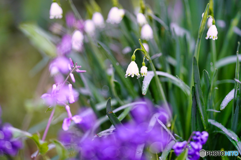 2021-03-29_散策(2)