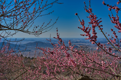 2021-02-28_つ筑波山梅林(1)