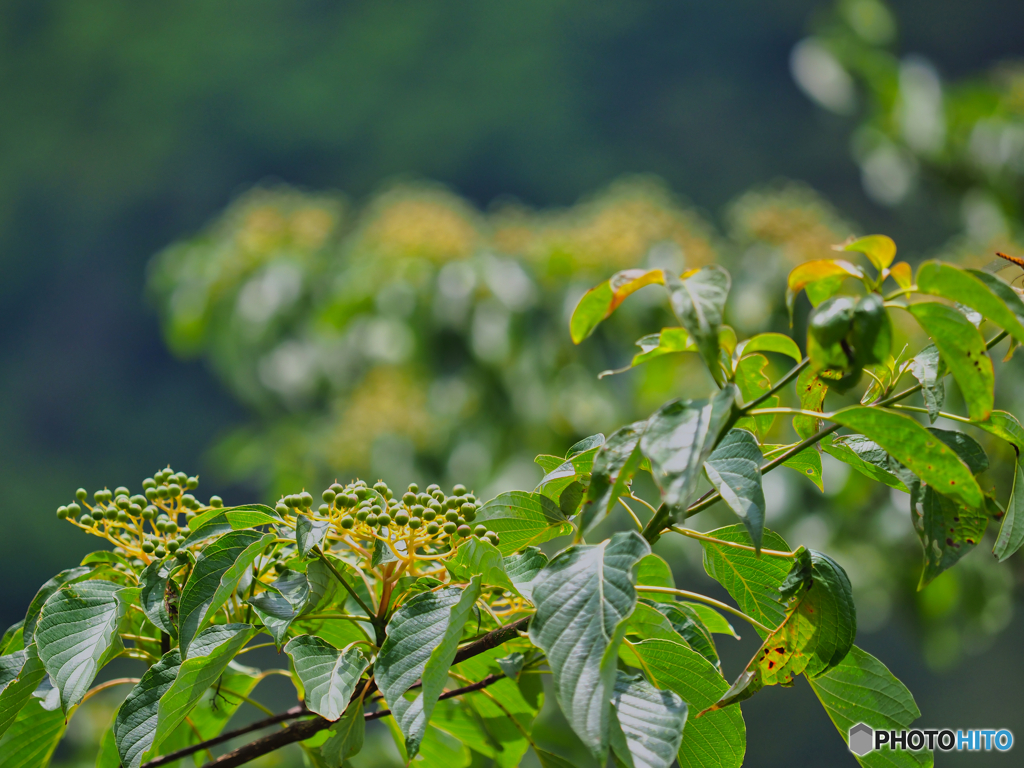 2021-07-22_足尾散策-7