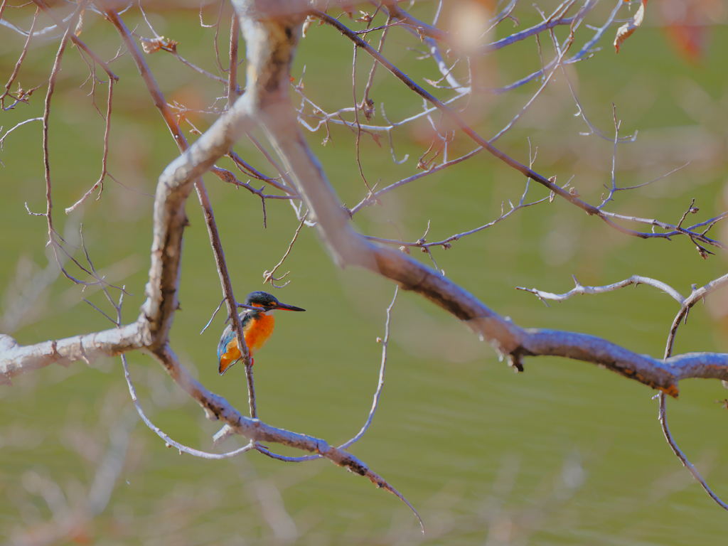 2026-01-06_栃木県井頭公園-1