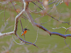 2026-01-06_栃木県井頭公園-1
