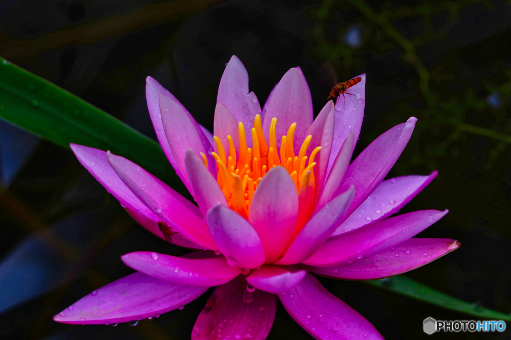 2020-09-06_上三依水生植物園(6)