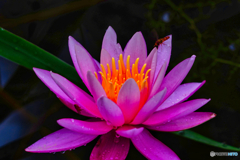 2020-09-06_上三依水生植物園(6)