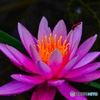 2020-09-06_上三依水生植物園(6)