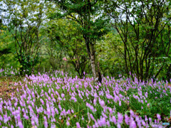 2021-09-04_花-1