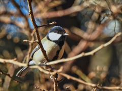 2022-02-11_栃木県 井頭公園