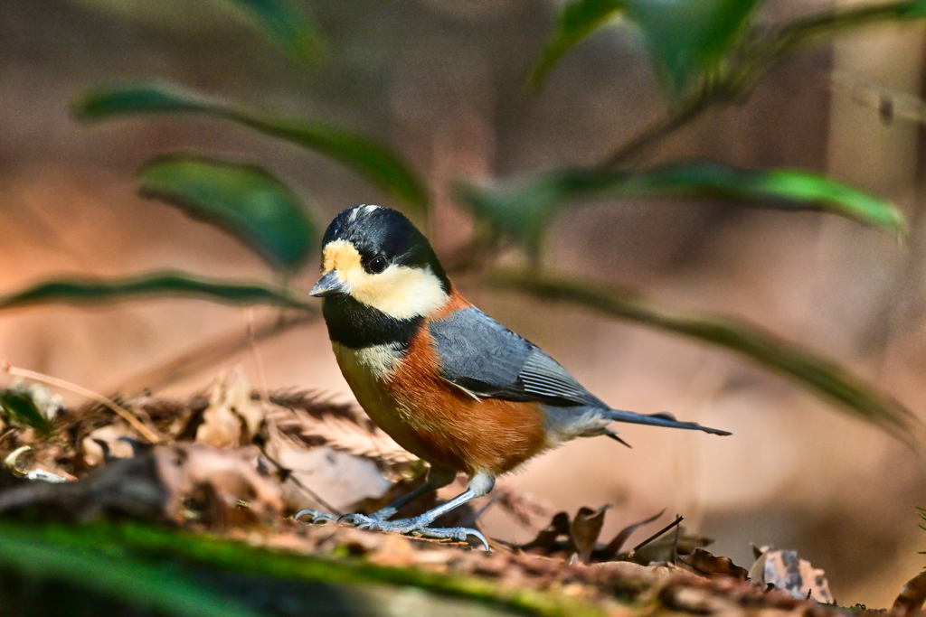2023-12-29_栃木県井頭公園-2