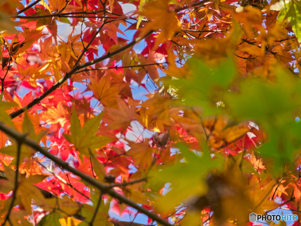 2020-11-28_栃木県中央公園(1)