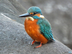 2021-11-07_近くの公園-3