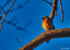 2021-02-06_野鳥(2)