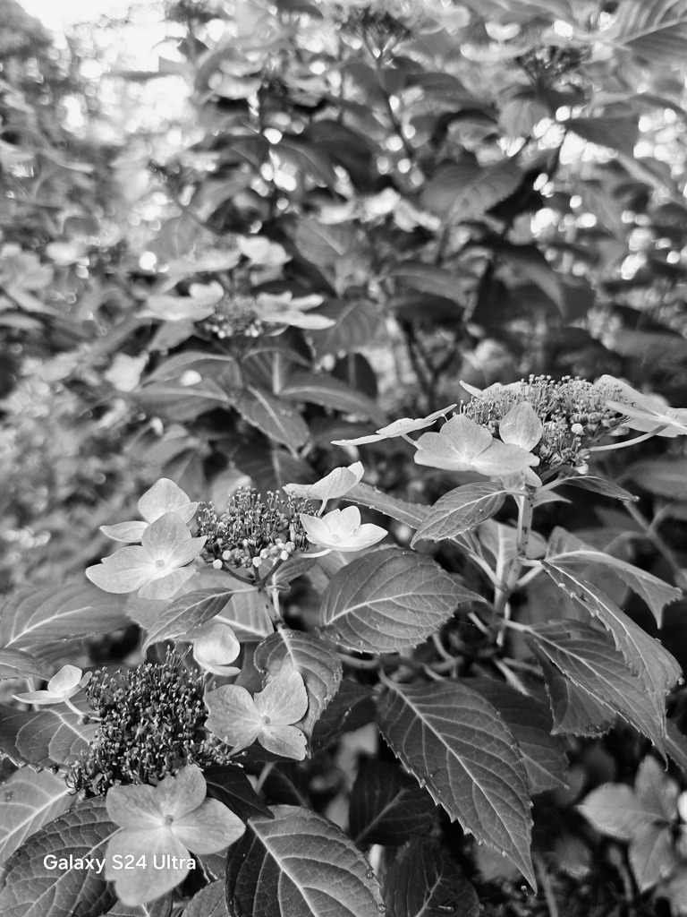 2024-06-22_黒羽城址公園