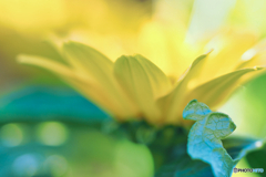 2021-07-03_朝散歩-3