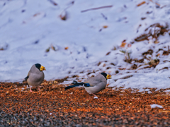 2026-02-08_羽黒山神社-1