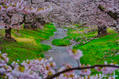 2021-04-17_観音寺川さくら並木-9(福島県)