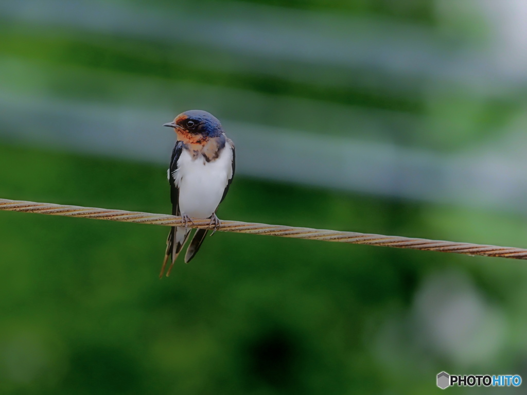 2021-07-06_ツバメ