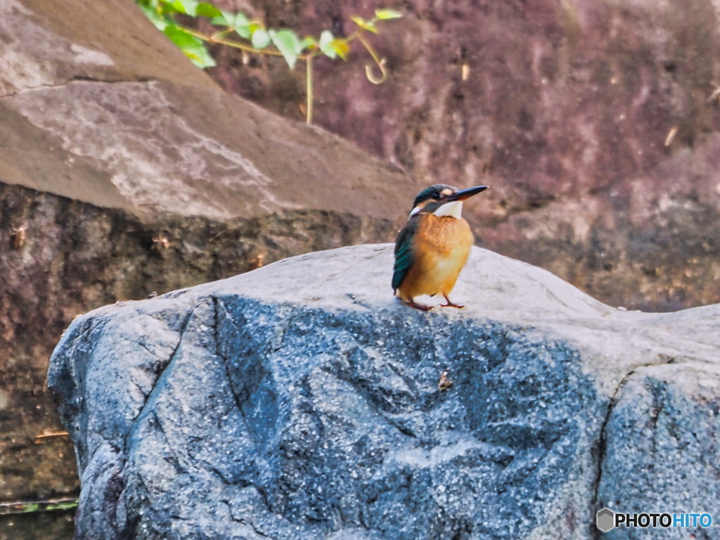 2021-07-21_栃木県中央公園-3