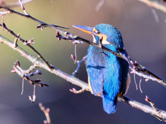 2025-11-24_栃木県井頭公園-2(トリミング)