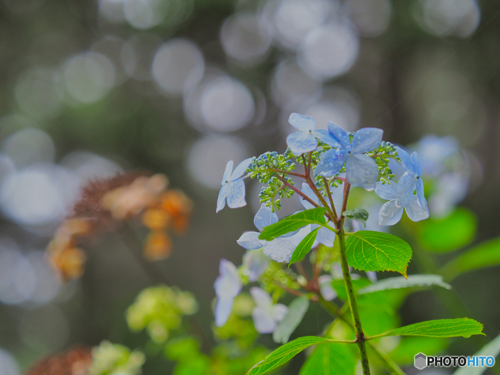 2021-06-05_アジサイ-3