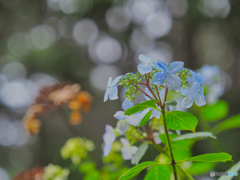 2021-06-05_アジサイ-3