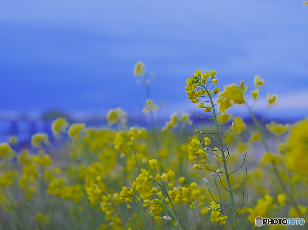 2022-03-27_渡良瀬川-1