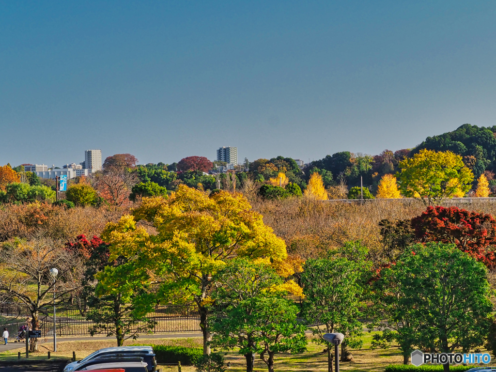 2020-11-14_偕楽園(2) (1)