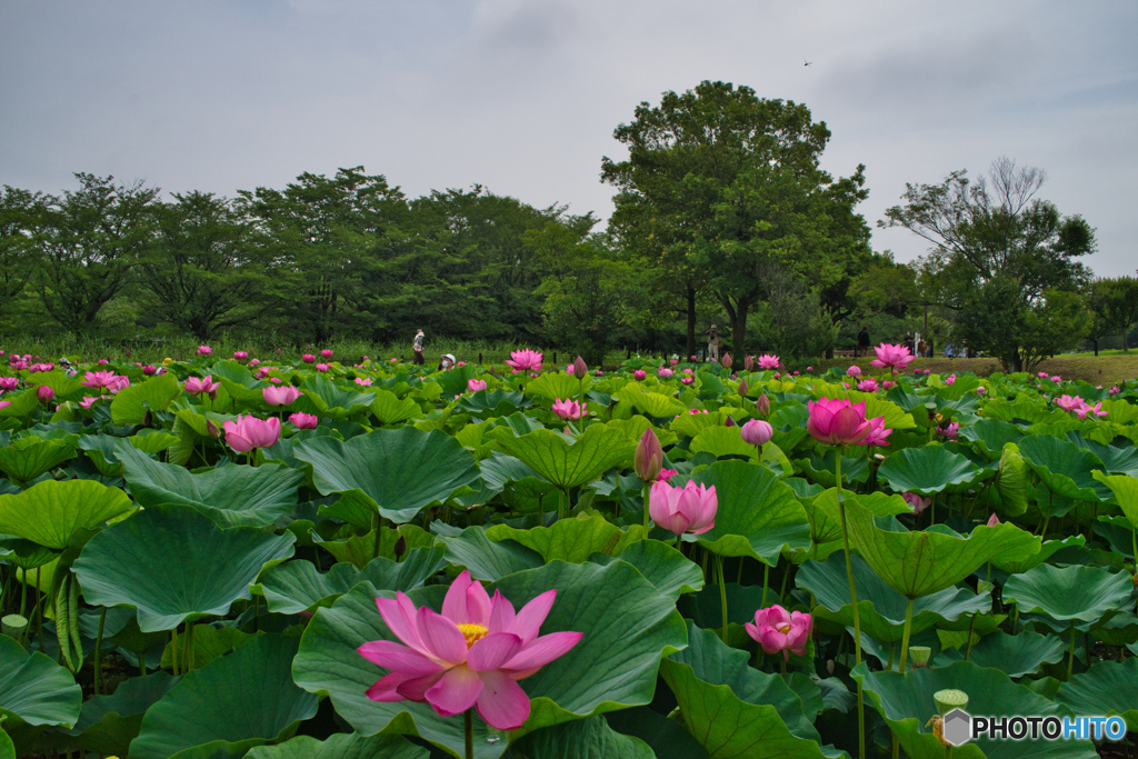 2020-06-27_古代蓮の里(4)