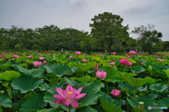 2020-06-27_古代蓮の里(4)