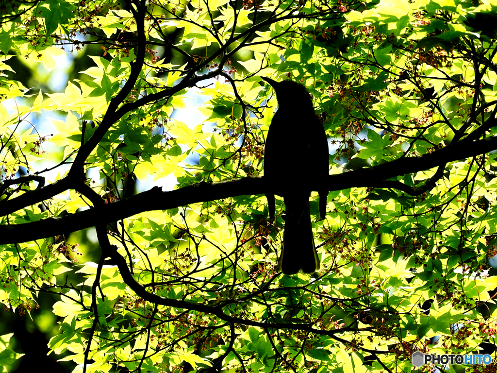 2021-05-08_モミジ