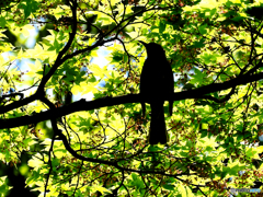 2021-05-08_モミジ