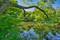 2020-06_五色沼_母沼