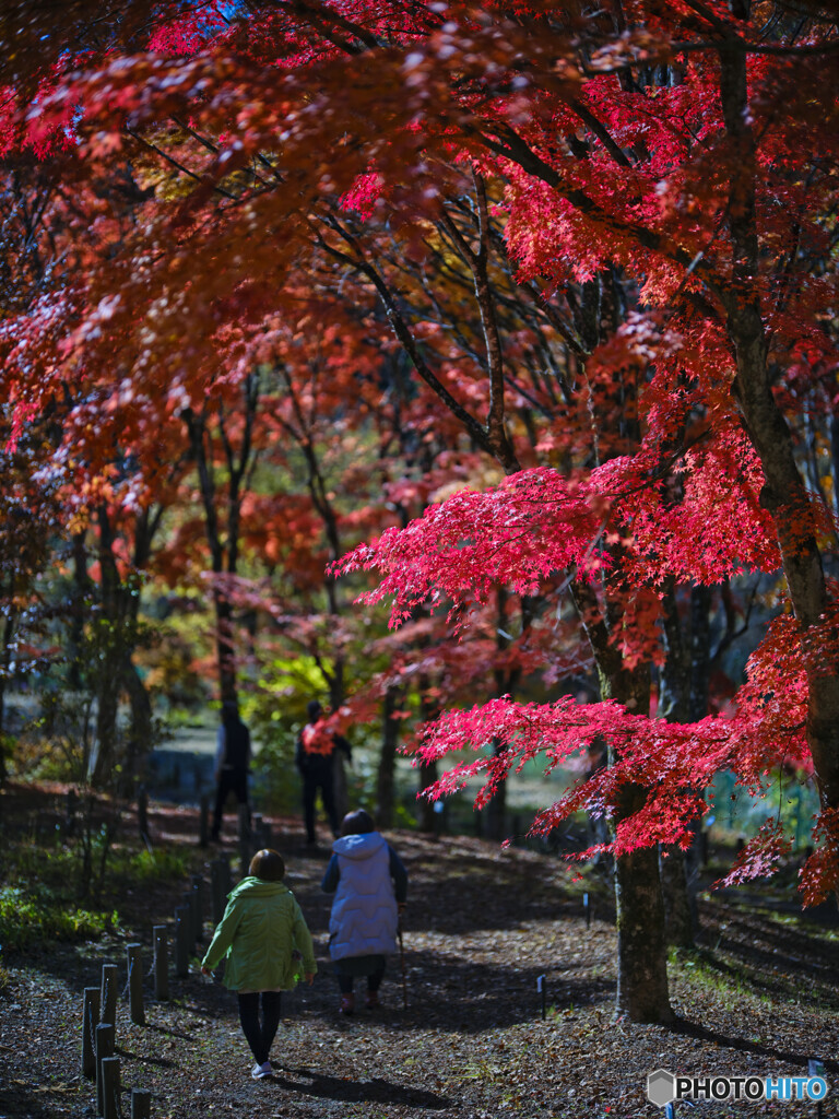 2022-11-03_日光市上三依 水生植物園-1