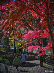 2022-11-03_日光市上三依 水生植物園-1