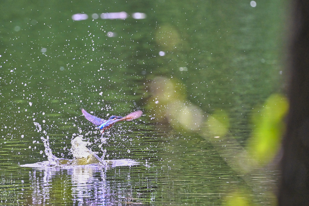 2023-07-09_栃木県井頭公園-1