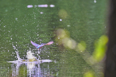 2023-07-09_栃木県井頭公園-1