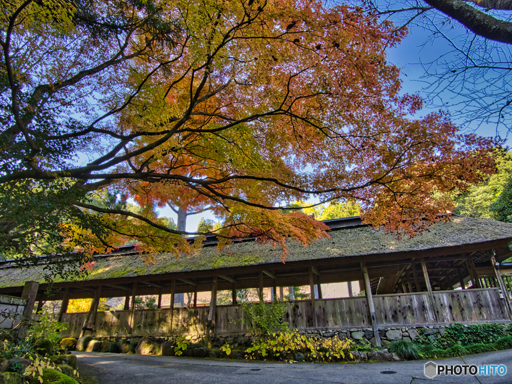 2020-11-08_大雄寺(1)