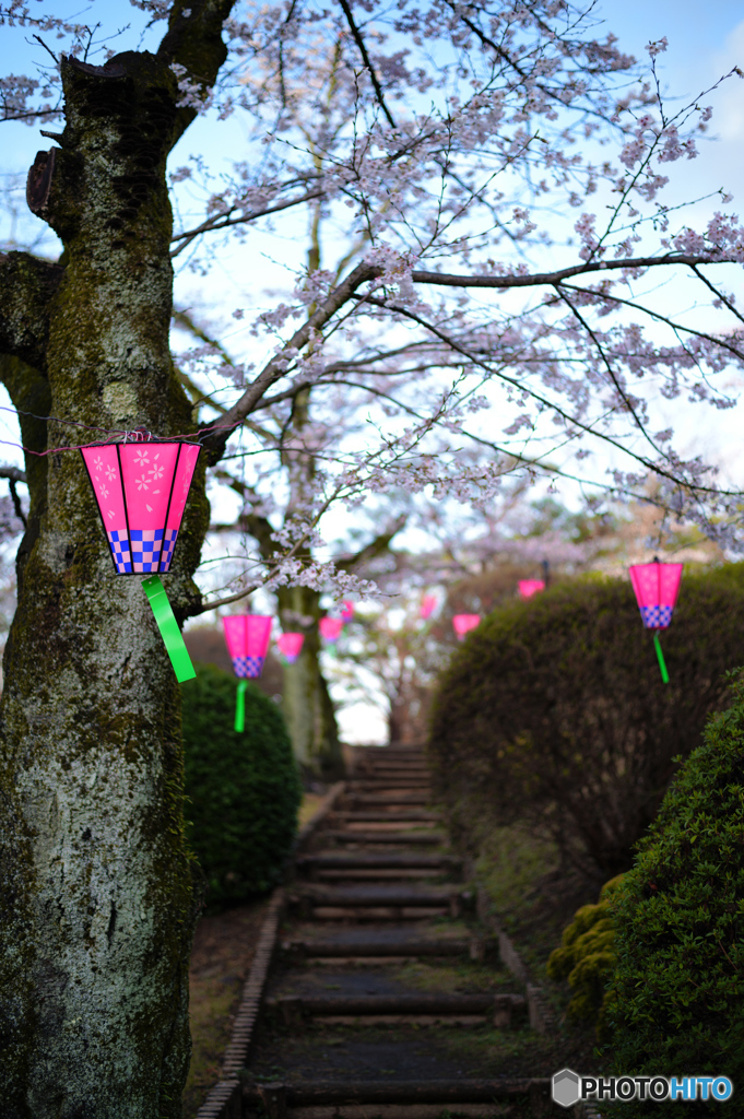 2023-03-27_八幡山公園-5