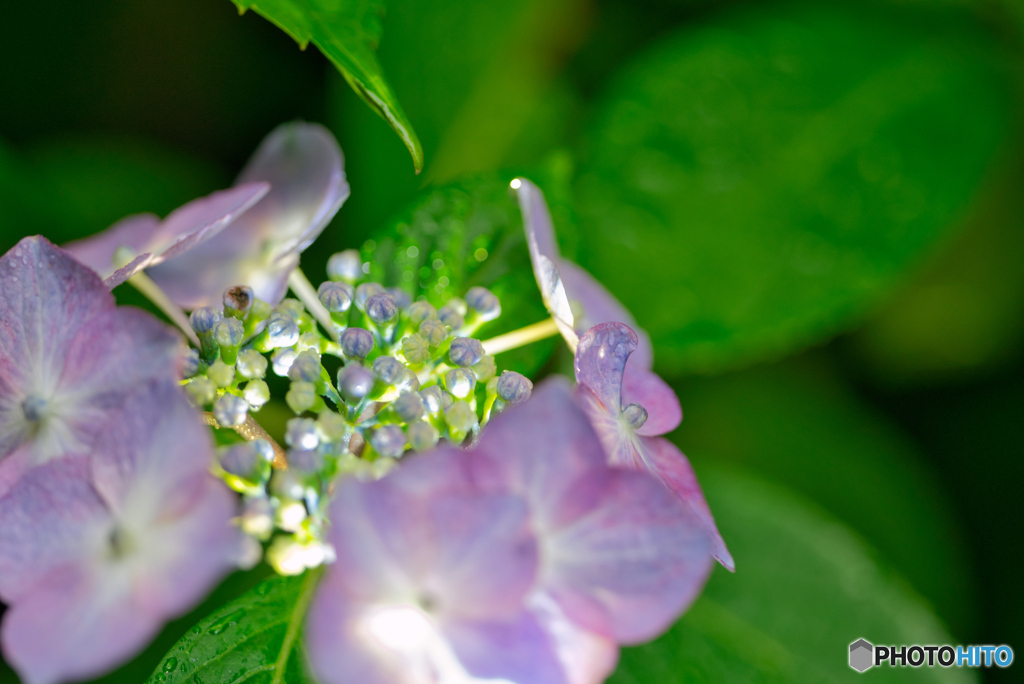 2020-06-14_太平山アジサイ