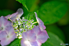 2020-06-14_太平山アジサイ