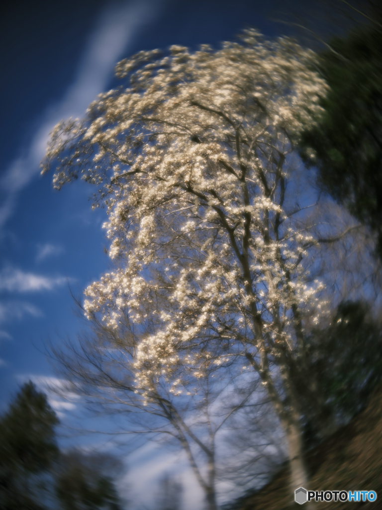 2022-03-27_鉢形城公園