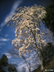 2022-03-27_鉢形城公園